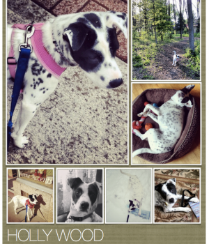dog-fashion-model-hollywood